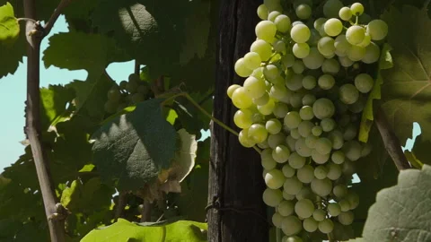 Closeup of Ripening Grapes Stock Footage 141939788