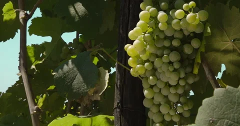 Closeup of Ripening Grapes Stock Footage 141939799