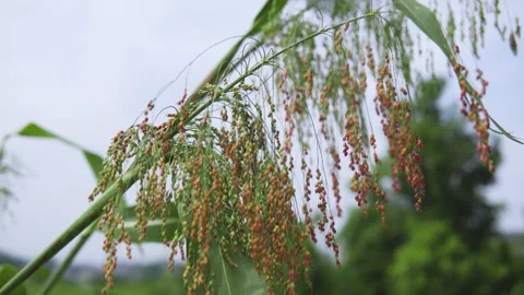 Closeup of ripening millet grains on a drooping panicle Video stock 341931449