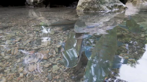 Closeup River Fish Near Pebble Bottom In Kanchanaburi Thailand 動画素材 339084322