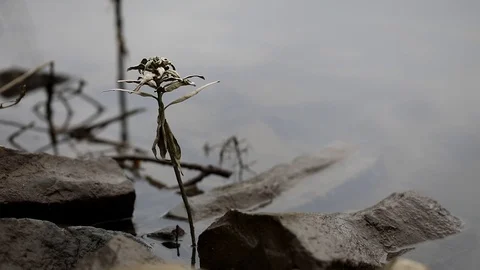 Closeup of river side. Stock Footage 123394193