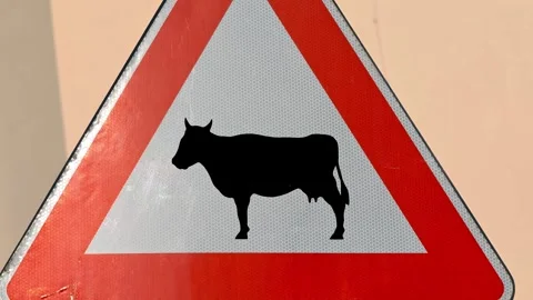 Closeup of road warning sign featuring cow image in red triangle. Stock Footage 324961983