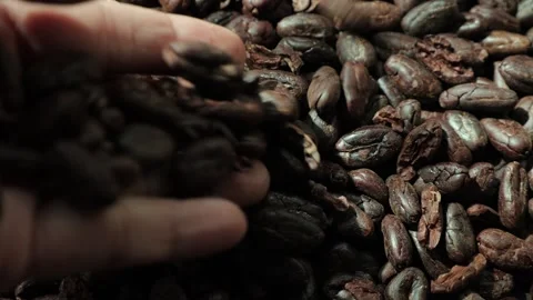 Closeup of roasted cocoa beans, cocoa bean Video stock 291237886