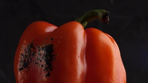 Closeup of Roasting Bell Peppers with Fire. Red pepper on black background close Video stock 115831765