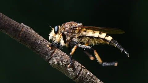 Closeup of Robber fly. 動画素材 281976603