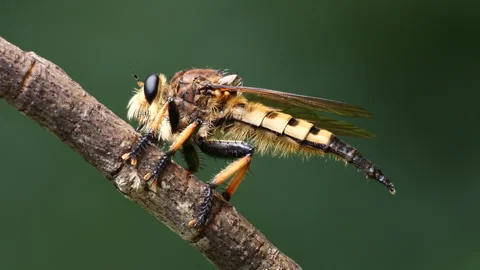 Closeup of Robber fly. Stock Footage 281976670