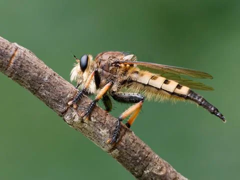 Closeup of Robber fly. Foto stock