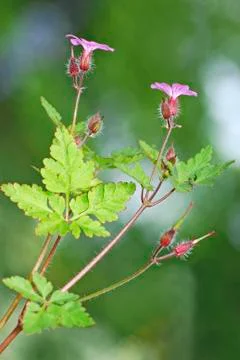 Closeup of Robert geranium Stock Photos
