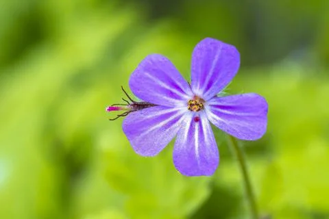 Closeup of Roberts geranium, Geranium robertianum flowers blooming Stock Photos