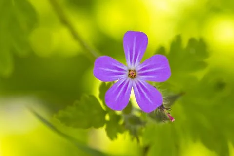 Closeup of Roberts geranium, Geranium robertianum flowers blooming Stock Photos