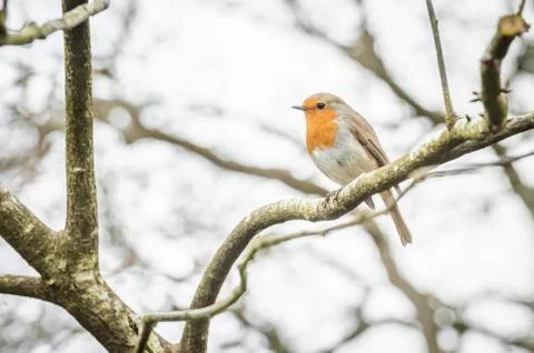 Closeup of a robin Stock Photos