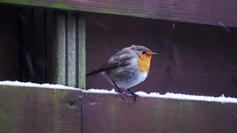 CloseUp of Robin in the snow Stock Footage 147643060