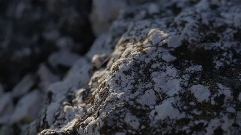 Closeup rock moss background Stock Footage 77774336