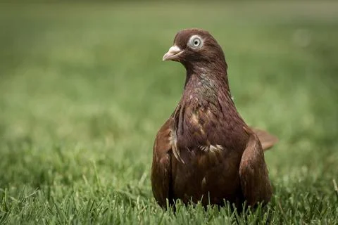 Closeup of rolling pigeon. Stock Photos
