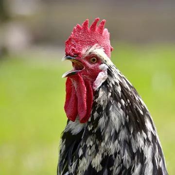Closeup rooster crowing Stock Photos