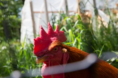 Closeup of Rooster on a farm Stock Photos