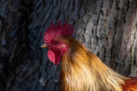A closeup of a rooster head. Stock Photos