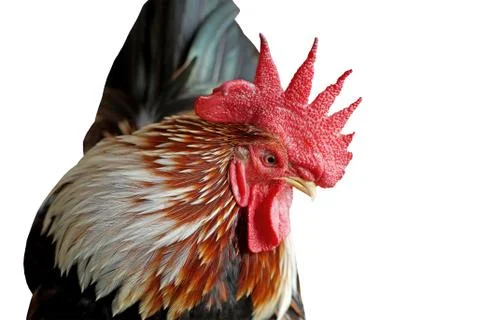 Closeup of rooster isolated on white Stock Photos