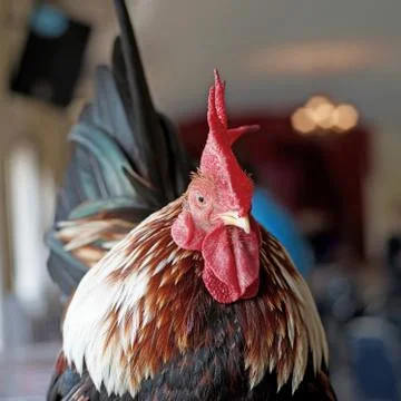 Closeup of rooster Stock Photos