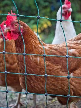 Closeup of a rooster standing behind a thin fence Фото