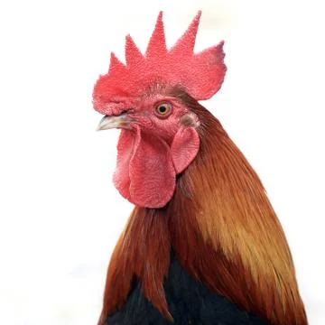 Closeup of rooster on white background Stock Photos
