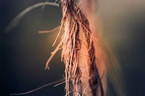 Closeup root like Coir Twine macro photo Stock Photos