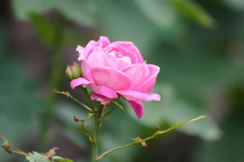 Closeup of rose flower in bloom with selective focus on foreground Stock Photos