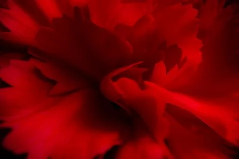 Closeup of rose flower Stock Photos