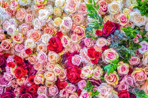 Closeup rose flowers texture background Stock Photos