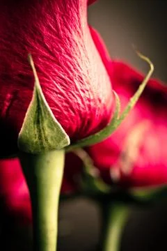 Closeup rose Stock Photos