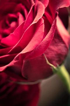 Closeup rose Stock Photos