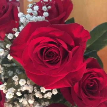 Closeup Rose Foto stock