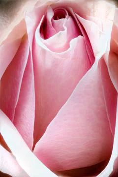 Closeup of a rose Stock Photos