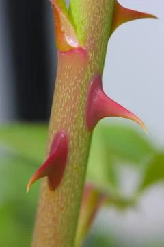 A Closeup of Rose Thorns Stock Photos