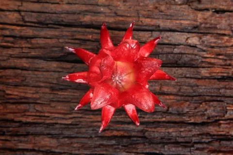 Closeup of roselle fruit Foto stock