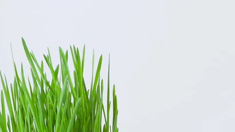Closeup of a rotating fresh new bunch of green grass on a white background. Stock Footage 104862231