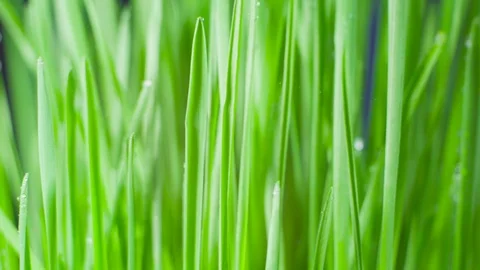 Closeup of a rotating fresh new bunch of green grass on a blue background. Stock Footage 104872401