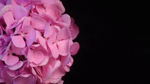 Closeup rotation of pink hydrangea against black background with copy space. 4K Stock Footage 78151067