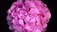 Closeup Rotation Of Pink Hydrangea On Black Background.  4K Top View. Stock Footage