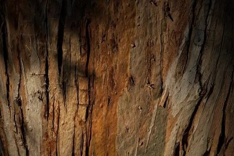 Closeup of rough bark on a tree, La Brea Tar Pits, California. Stock Photos