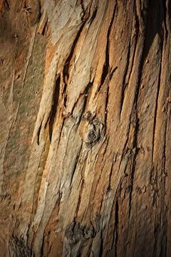Closeup of rough bark on a tree, La Brea Tar Pits, California. Foto stock