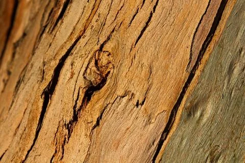 Closeup of rough bark on a tree, La Brea Tar Pits, California. Stock Photos