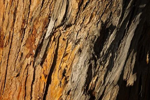 Closeup of rough bark on a tree, La Brea Tar Pits, California. Stock Photos