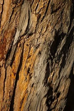 Closeup of rough bark on a tree, La Brea Tar Pits, California. Stock Photos