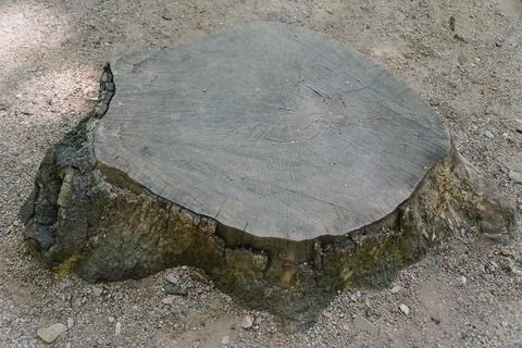 Closeup of a rough-barked tree stump, with its dry, cracked top providing a.. Foto stock