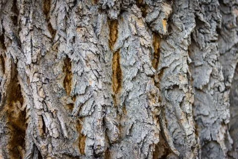 Closeup of rough textured tree bark Stock Photos