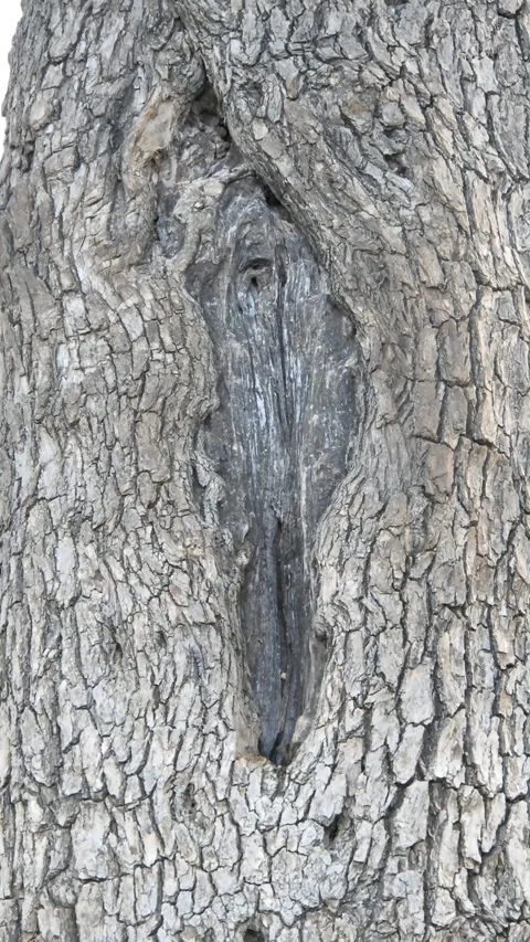Closeup Of Rough Tree Bark Texture &amp; Natural Trunk Crevice - 4k Vertical Footage Stock Footage 341699978