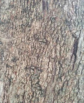 Closeup Rough Tree Bark Texture Natural Wood Surface Background Pattern Stock Photos