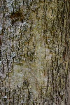 Closeup of the rough weathered tree bark surface Stock Photos