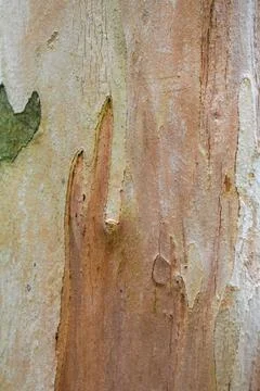 Closeup of the rough weathered tree bark surface Stock Photos